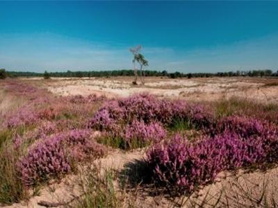 Natural park: Kalmthoutse Heide